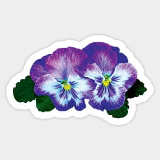 Purple Pansy Duo Sticker